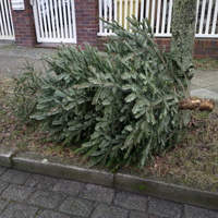 Der Wald grid image 22