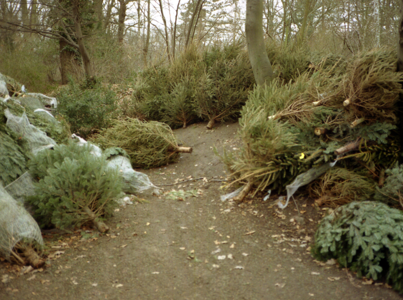 Der Wald — Carlos Sandoval Mendoza