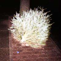Der Wald grid image 1