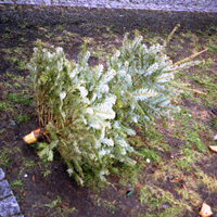 Der Wald grid image 15