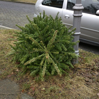 Der Wald grid image 1