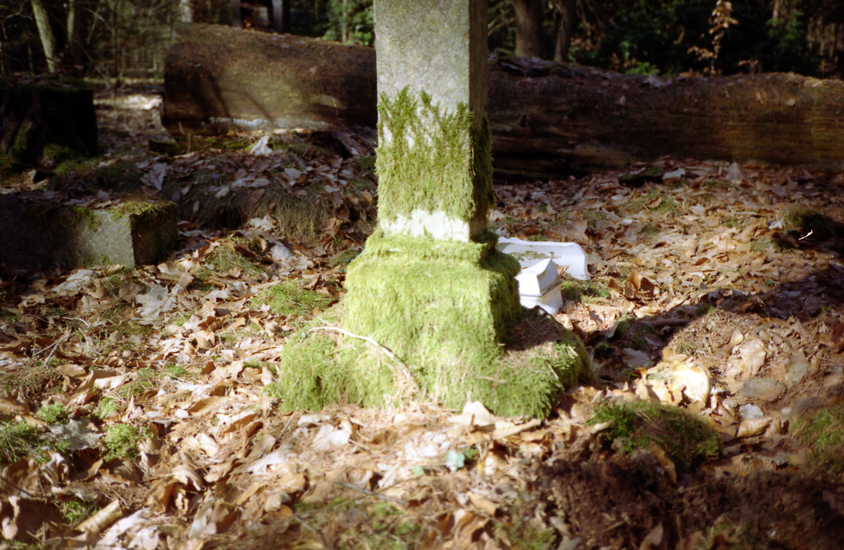 The Forest Who Ate a Cemetery, photograph 1