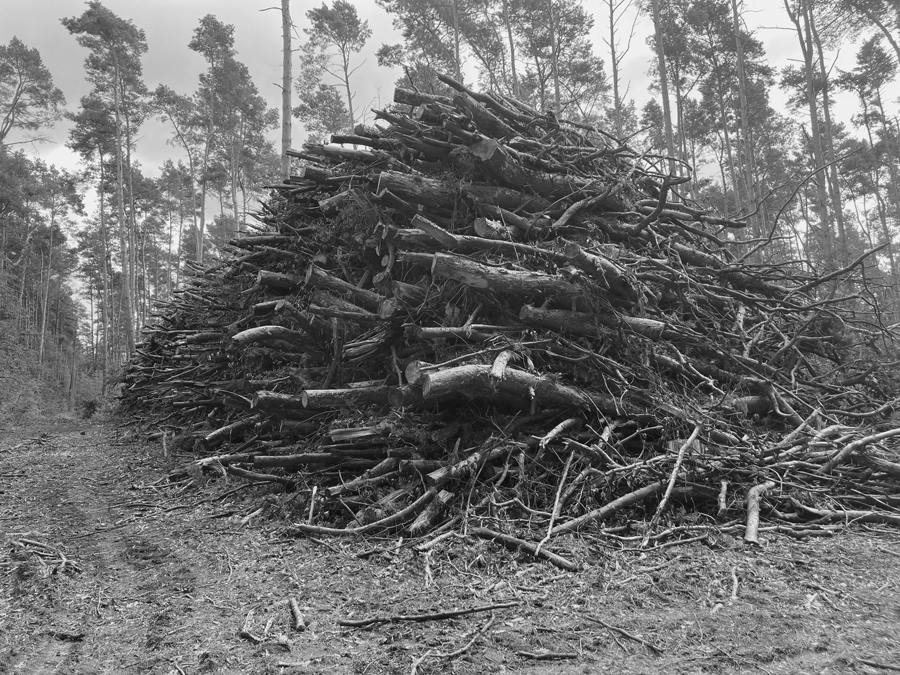 Pila de troncos y ramas talados en un bosque de pinos, con árboles todavía en pie al fondo
