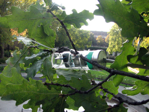 Sensor colocado en la rama de un roble