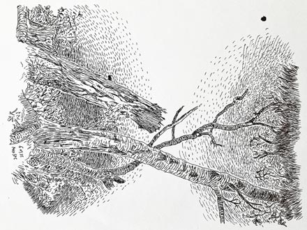 MYCELIA, ink drawing by Carlos Sandoval, 2025
