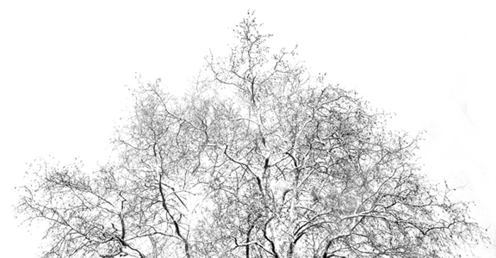 Trees with Sensors