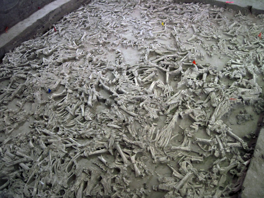 Excavated bison bonebed at Hudson-Meng, Nebraska: hundreds of bones mixed without anatomical order